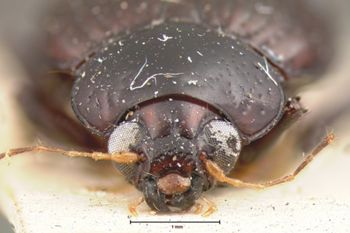 Media type: image; Entomology 9794   Aspect: head frontal view